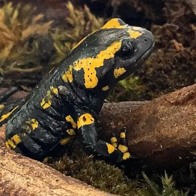 Feuersalamander auf Waldboden